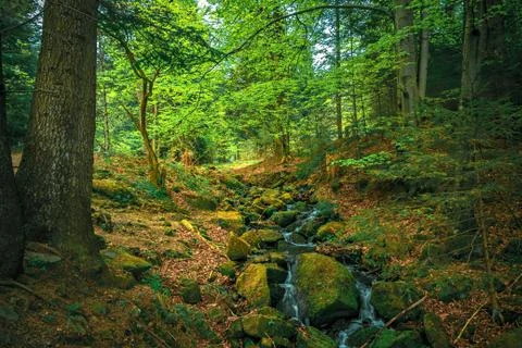 In the spring forest Stock Photos