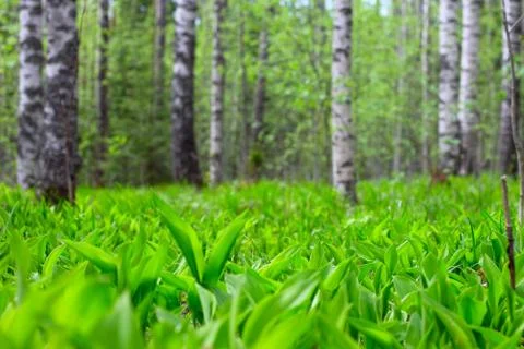 Spring forest 库存照片