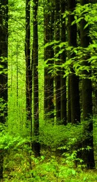 Spring forest Stock Photos