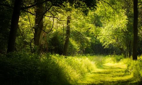 Spring forest Stock Photos