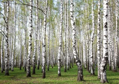 Spring forest Stock Photos