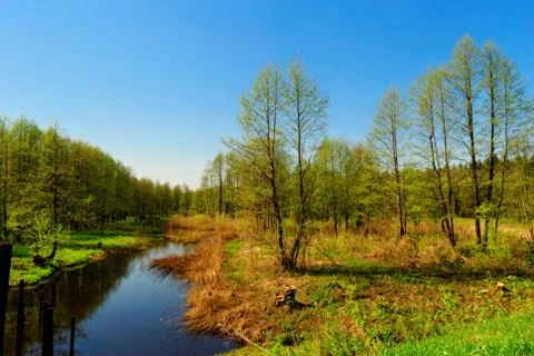 Spring forest Stock Photos