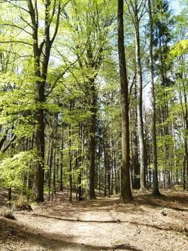 Spring in forest Foto stock