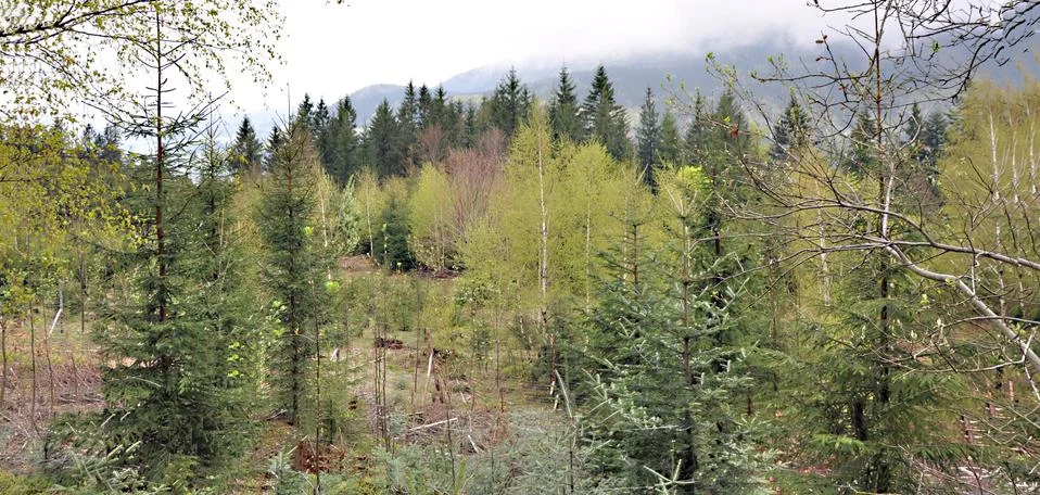 Spring forest Stock Photos