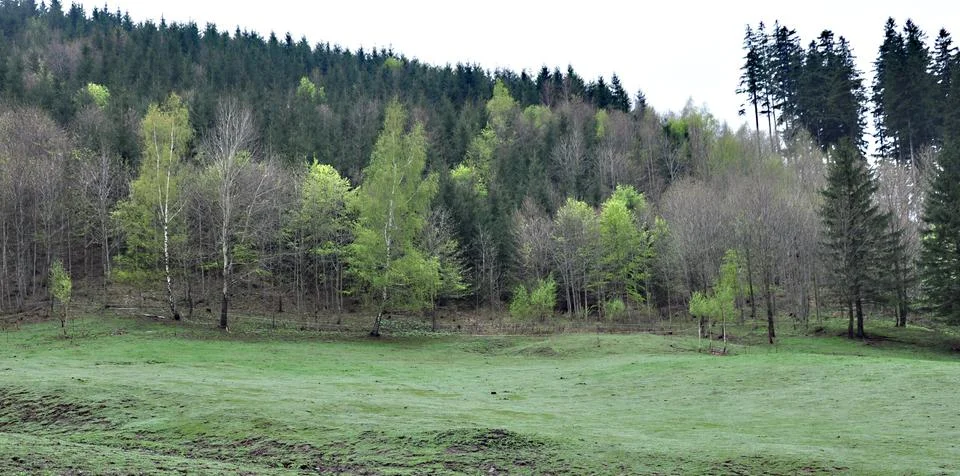 Spring forest Stock Photos