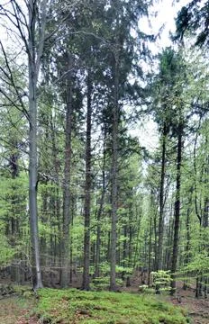 Spring forest Stock Photos