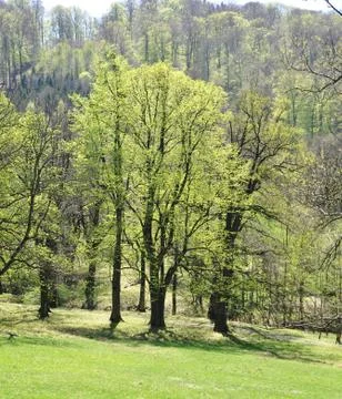 Spring forest Foto stock