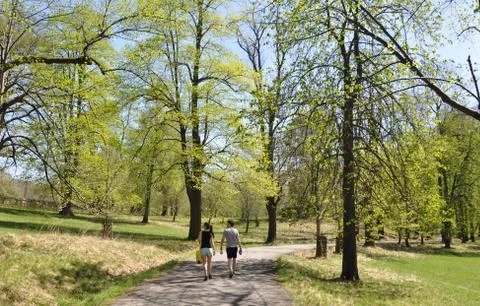 Spring forest Stock Photos