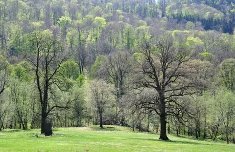 Spring forest Stock Photos
