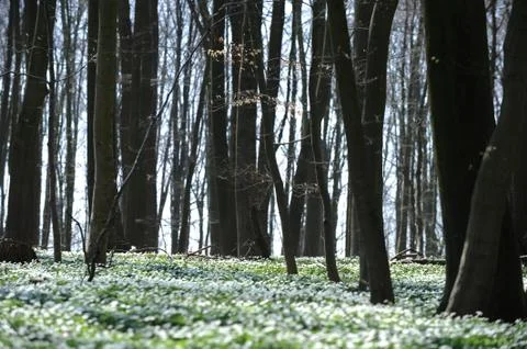 Spring in the forest Stock Photos