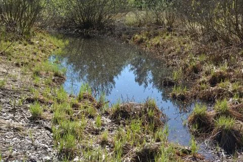 Spring forest. Stock Photos