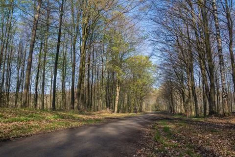 Spring forest Stock Photos