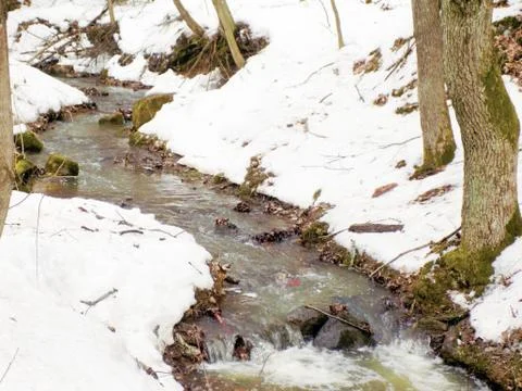 Spring in the forest Stock Photos