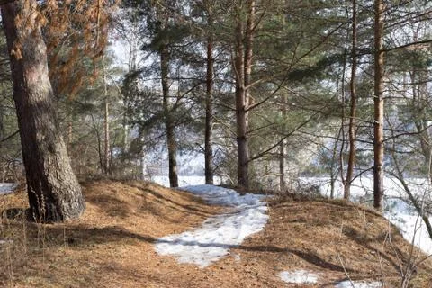 The spring forest Stock Photos