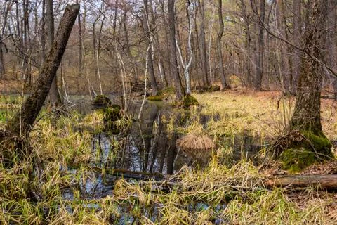 Spring in forest Stock Photos