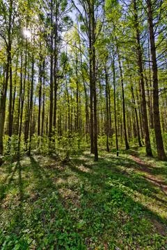 Spring forest Stock Photos