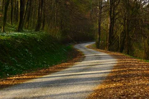 Spring forest Stock Photos