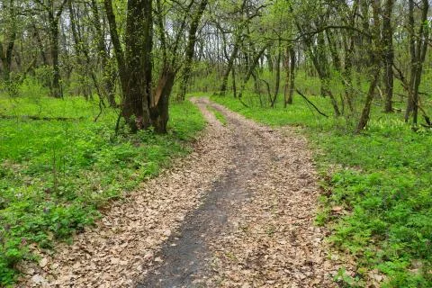 Spring in forest Stock Photos