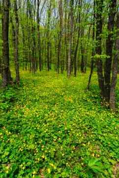 Spring forest Stock Photos