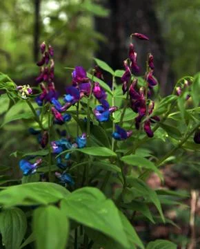 In the spring forest Stock Photos