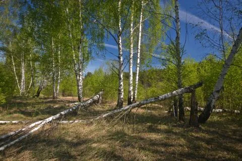 Spring in the forest. Stock Photos