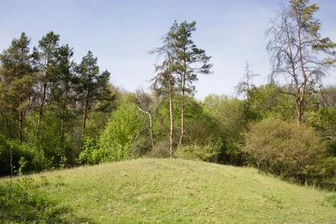Spring in the forest. 스톡 사진