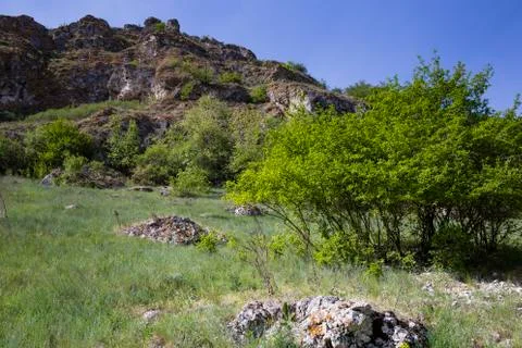 Spring in the forest. Stock-Fotos