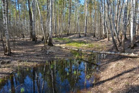 Spring in the forest. Stock Photos
