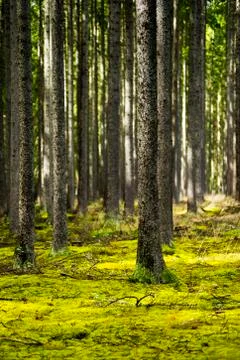 Spring forest Stock Photos