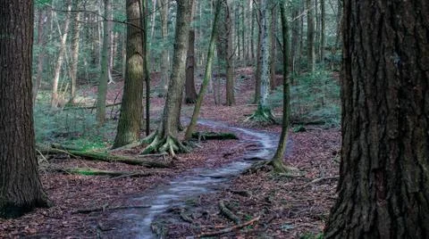 Spring Forest 스톡 사진