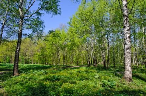Spring forest Stock Photos