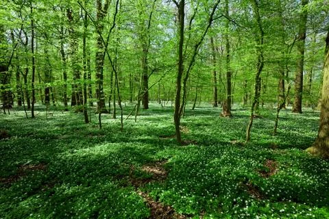 Spring forest Stock Photos