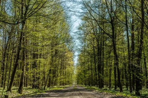 Spring forest Stock Photos