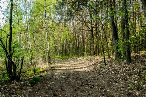 Spring forest Stock Photos