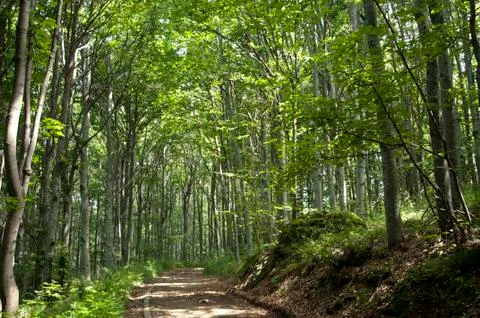 Spring forest Stock Photos