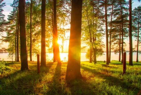 Spring forest Foto stock