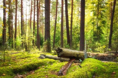 Spring forest Foto stock