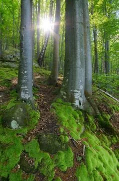 Spring in the forest Stock Photos