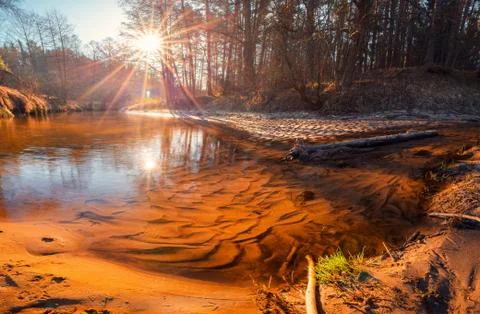 Spring forest Stock Photos
