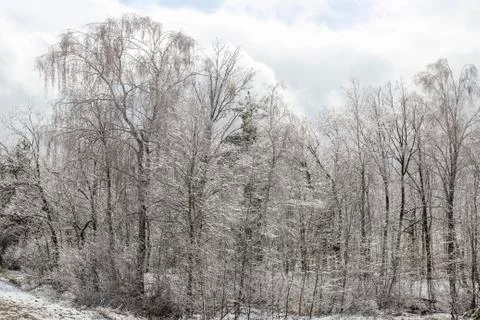 Spring forest Stock Photos