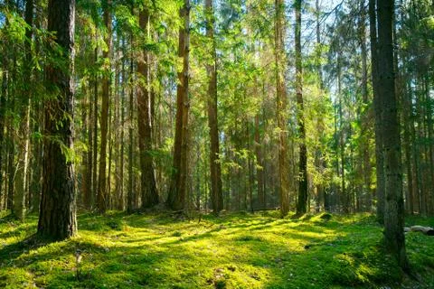 Spring forest Foto stock