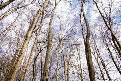 Spring Forest Stock Photos