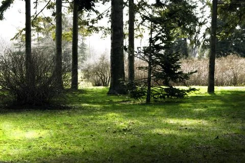 Spring forest Stock Photos