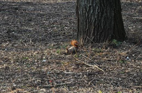 In the spring forest Stock Photos