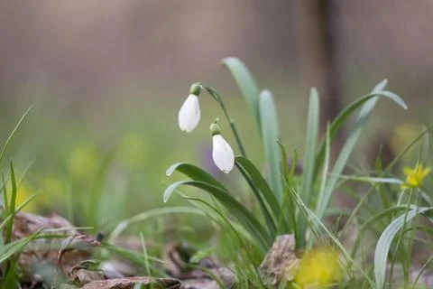Spring forest Stock Photos