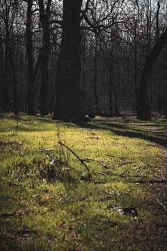 Spring in the forest Stock Photos