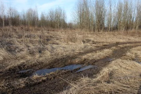 Spring in the forest Stock Photos