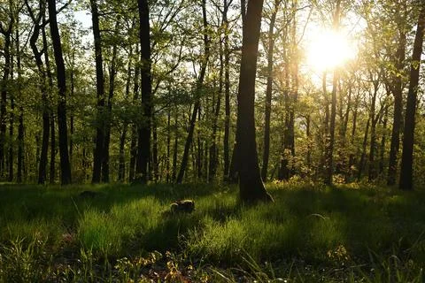 Spring forest Stock Photos