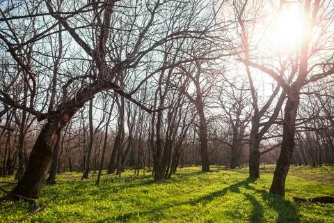 Spring forest Foto stock