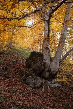 Spring in the forest .. Stock Photos